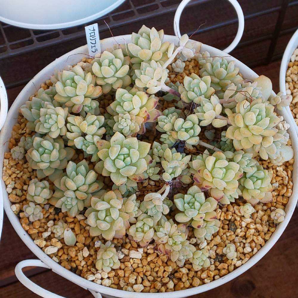 多肉植物　プロリフィカ/プロリフェラ カット苗 10個 プロリフィカ（プロリフェラ） | 山梨で多肉植物を育てるBLOG