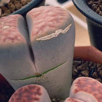 リトープス 花紋玉の投稿画像一覧 Greensnap グリーンスナップ