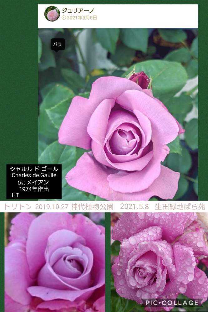 みんなの青薔薇図鑑①【ア〜ス編】｜🍀GreenSnap（グリーンスナップ）