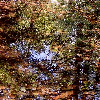 枯葉の画像 by komichiさん | 山暮らしと枯葉と山野草と散歩と紅葉（こうよう）と八ヶ岳
