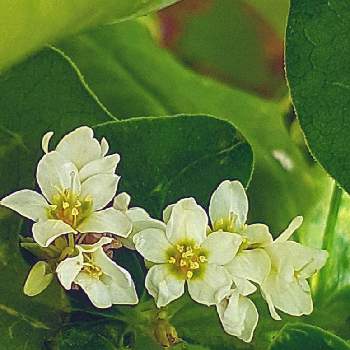 蕎麦の花 の投稿画像一覧 Greensnap グリーンスナップ