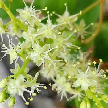 オカワカメの花の投稿画像一覧 Greensnap グリーンスナップ