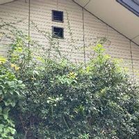 モッコウバラの育て方 鉢植えや挿し木 冬を越す方法は 植え替えは必要 Greensnap グリーンスナップ モッコウバラの育て方 鉢植えや挿し木 冬を越す方法は 植え替えは必要 Greensnap グリーンスナップ