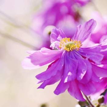 キブネギクの画像 by compeitouさん | 八重咲きシュウメイギクとキブネギクと散歩と癒しと秋の花と近所
