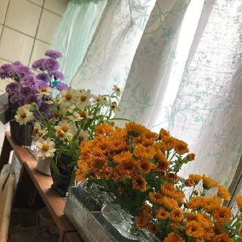 庭の花を飾るの画像 by はなはなさん | キッチンと花のある暮らしと花いろいろと庭の花を飾る