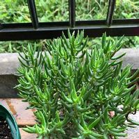 テトラゴナの育て方 日当たりや水やり加減 植え替え方法は Greensnap グリーンスナップ テトラゴナの育て方 日当たりや水やり加減 植え替え方法は Greensnap グリーンスナップ