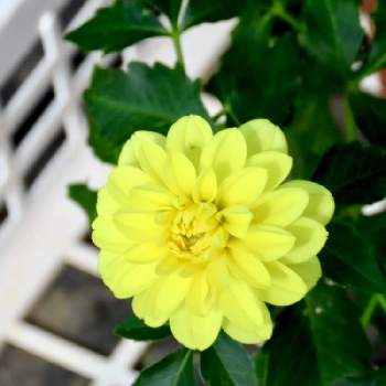 なばなの里の花市場の投稿画像一覧 Greensnap グリーンスナップ