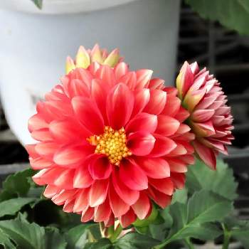 なばなの里の花市場の投稿画像一覧 Greensnap グリーンスナップ