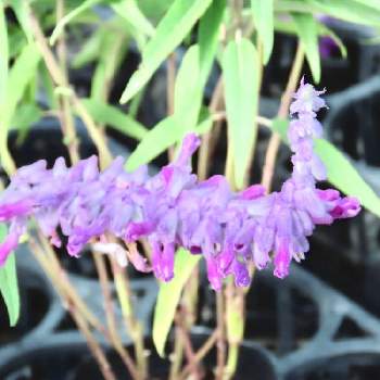 なばなの里の花市場の投稿画像一覧 Greensnap グリーンスナップ