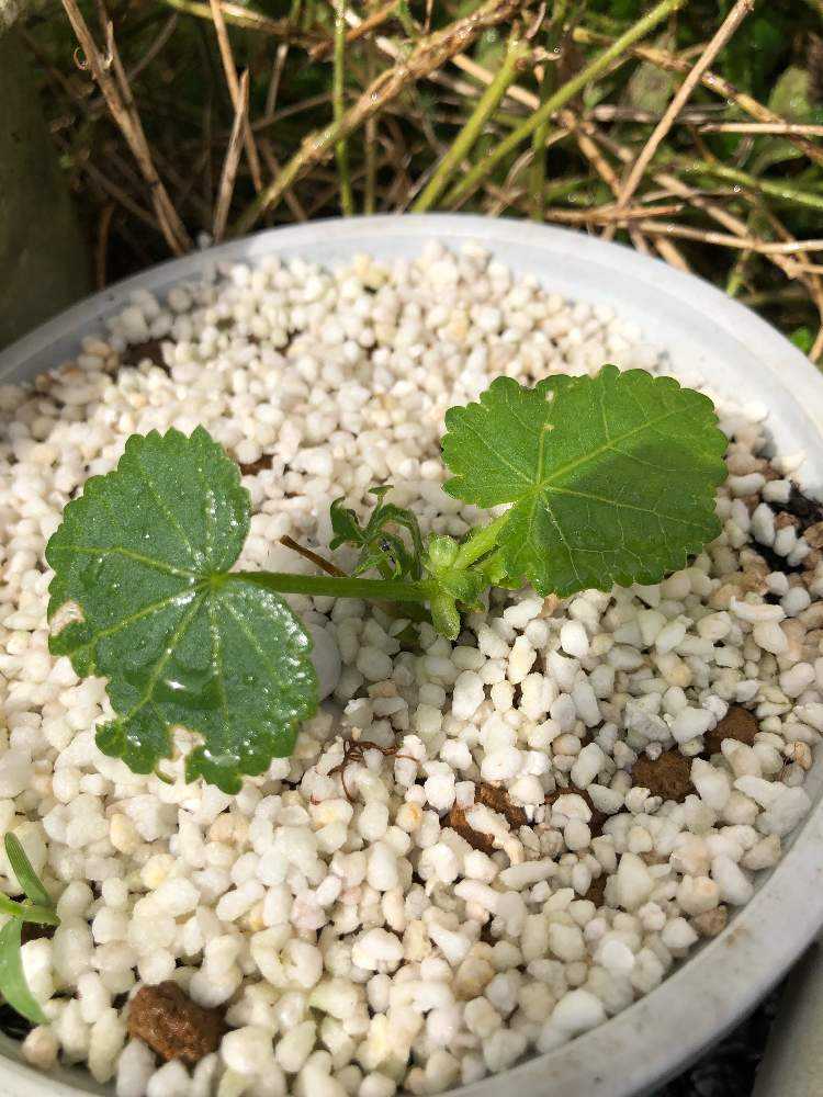 アオイ科マルバストラム属マルバストラム｜🍀GreenSnap
