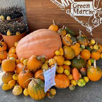 なばなの里の花市場の投稿画像一覧 Greensnap グリーンスナップ