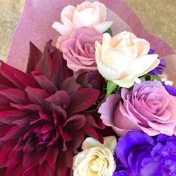 ダリア コクチョウの投稿画像一覧 Greensnap グリーンスナップ