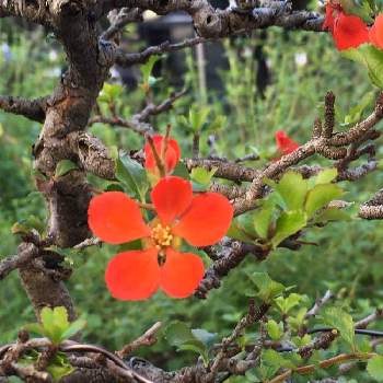 長寿梅（赤花）の画像 by HTさん | 小さな庭と盆栽と長寿梅（赤花）と長寿梅盆栽