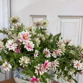 庭の花を飾るの画像 by akarinさん | エントランスとガーデニングと庭の花を飾ると八重咲きジニア