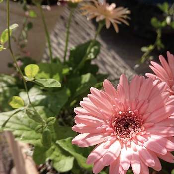 ガーデンガーベラの投稿画像一覧 Greensnap グリーンスナップ