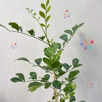 ゲッキツ シルクジャスミン の育て方 室内で育てる方が良い 剪定は必要 Greensnap グリーンスナップ