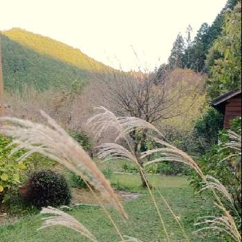 すすきのある景色の画像 by Nar2さん | 小さな庭と兵庫県とすすきのある景色と田舎暮らしと今日に感謝と花のある暮らしと里山