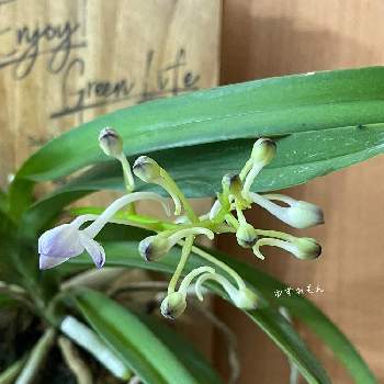 バンダ蘭 の投稿画像一覧 Greensnap グリーンスナップ
