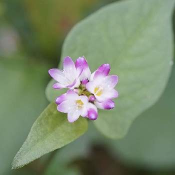 タデ科タデ属の投稿画像一覧 Greensnap グリーンスナップ