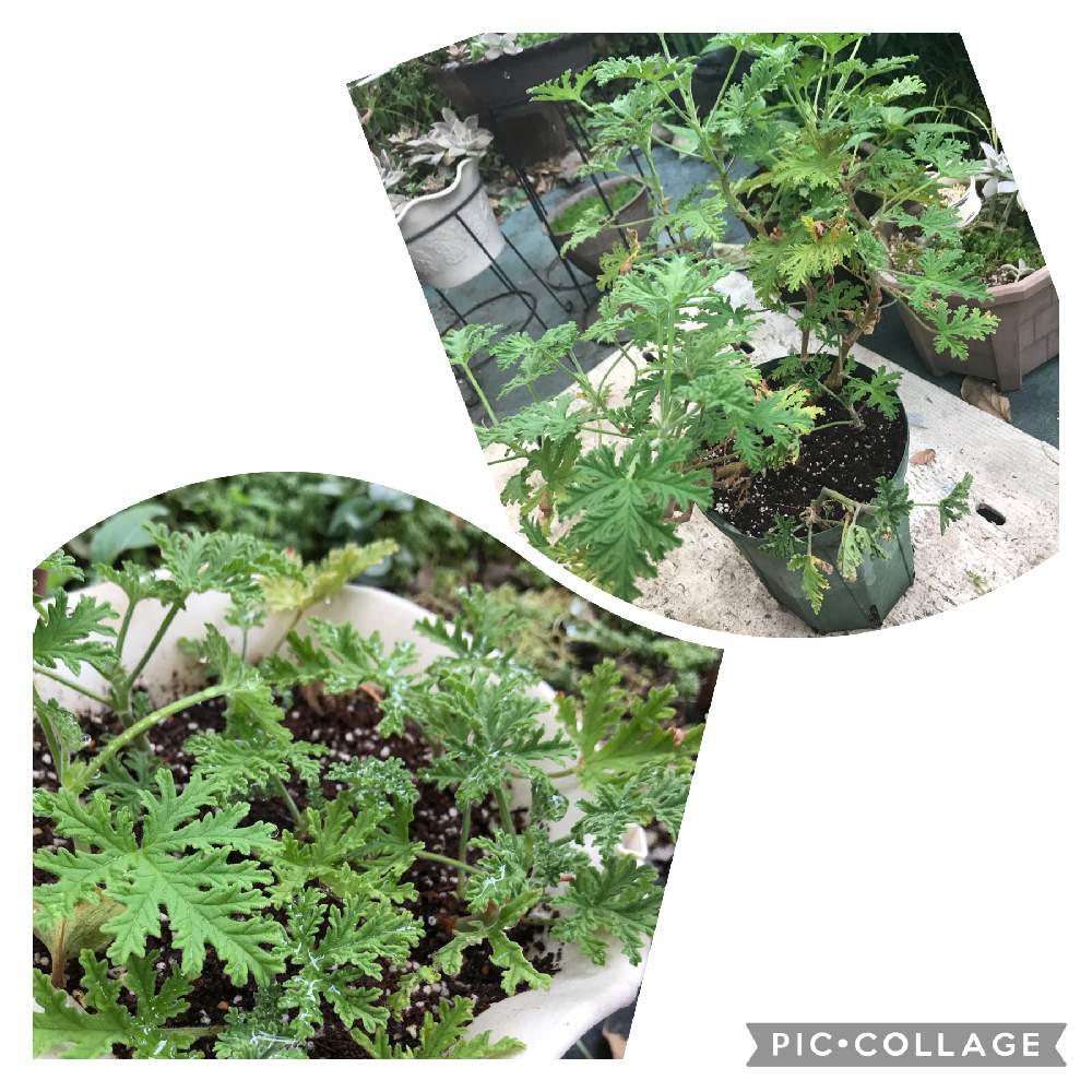 センテッドゼラニウムの投稿画像 By からささん 蚊槏草 挿木と蚊槏草 親株と寒さに弱いとセンテッドゼラニウム 蚊連草 と猫避けのハーブと挿し木と蚊除け対策 21月10月12日 Greensnap グリーンスナップ
