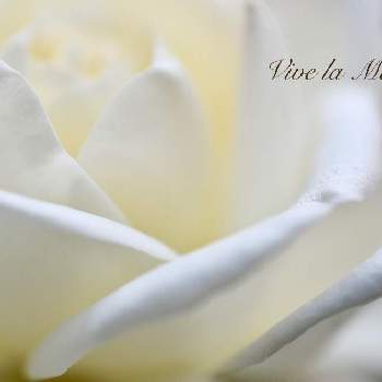バラ ビブラマリエ！の画像 by ゆらさん | 小さな庭とバラ ビブラマリエ！と薔薇とばら バラ 薔薇とゆら＊バラとおうち園芸と花のある暮らしとバラ・ミニバラと今日も元気に♪