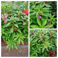 ホウセンカ 鳳仙花 の育て方 種の植え方や水やりの頻度は Greensnap グリーンスナップ