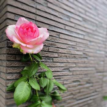 ピンク色のバラの画像 by hiroさん | 小さな庭とピンク色のバラとガーデンとmy gardenとばら バラ 薔薇とガーデニング好きと薔薇好きと庭の花とバラ大好きとマイガーデンとバラのある暮らしと薔薇のある暮らし♡と小さな庭♡とガーデニングと四季咲バラと花のある暮らしとお庭とオーナードゥバルザック♡とバラを楽しむ