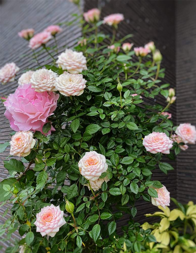 小さな庭の画像 by hiroさん | 小さな庭とピンク色のバラとガーデンとmy gardenとばら バラ 薔薇とガーデニング好きと薔薇好きと庭の花とバラ大好きとマイガーデンとバラのある暮らしと薔薇のある暮らし♡と小さな庭♡とコルダナとガーデニングと四季咲バラと花のある暮らしとお庭とバラ・ミニバラとバラを楽しむとゴルダーナ