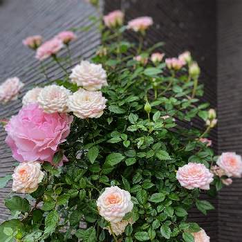 ゴルダーナの画像 by hiroさん | 小さな庭とピンク色のバラとガーデンとmy gardenとばら バラ 薔薇とガーデニング好きと薔薇好きと庭の花とバラ大好きとマイガーデンとバラのある暮らしと薔薇のある暮らし♡と小さな庭♡とコルダナとガーデニングと四季咲バラと花のある暮らしとお庭とバラ・ミニバラとバラを楽しむとゴルダーナ