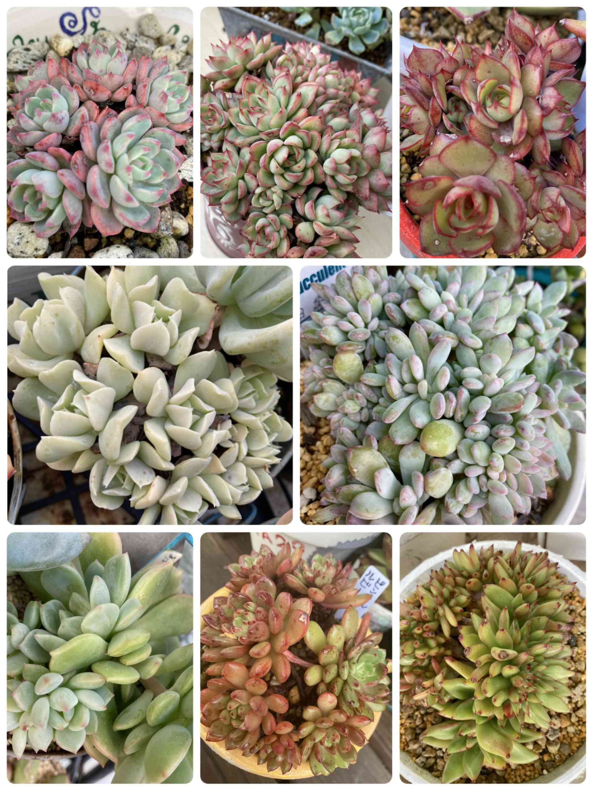 ヤンジン♡の一覧｜🍀GreenSnap（グリーンスナップ）