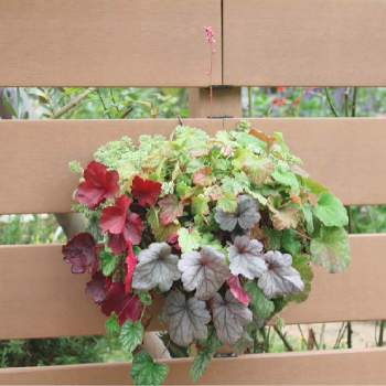 Pwヒューケラドルチェ チョコミントの投稿画像一覧 Greensnap グリーンスナップ