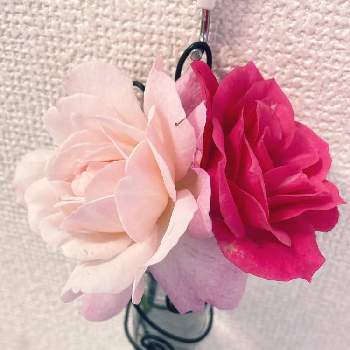 花瓶入れただけの画像 by おだんごさん | バルコニー/ベランダと花瓶入れただけと薔薇 グルスアンアーヘンとバラのある暮らしと私のベランダと鉢植えとガーデニングと花のある暮らしとバラ・ミニバラ