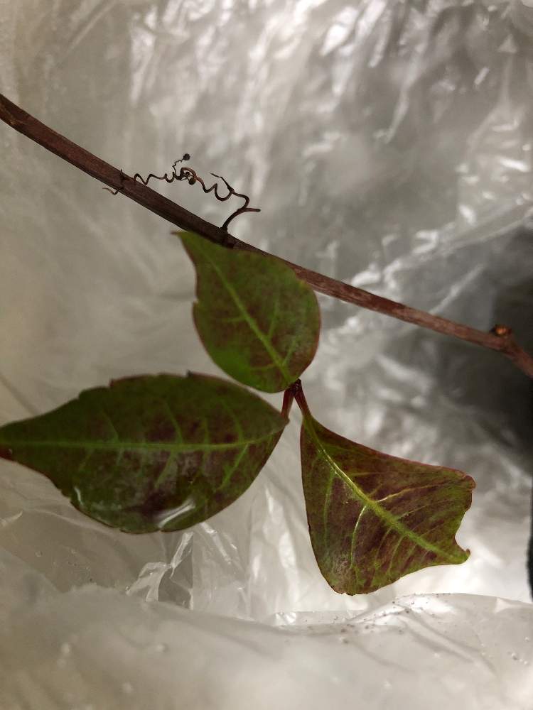 ヘンリーヅタの挿し木 Greensnap グリーンスナップ