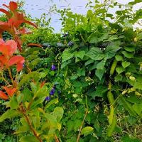 レッドロビンの育て方 苗の植え方や肥料の与え方は 鉢植えでも育つ Greensnap グリーンスナップ