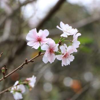 秋の桜の投稿画像一覧 Greensnap グリーンスナップ