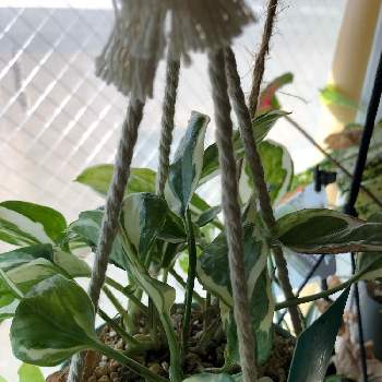 グングンの画像 by はむしょうさん | 窓辺とポトス・エンジョイと観葉植物と観葉植物のある暮らしと元気に育ててますよとグングンと北海道