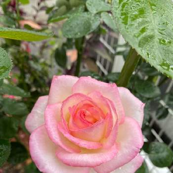 プリンセスドゥ・モナコの画像 by ピオニーさん | 小さな庭とプリンセスドゥ・モナコと秋バラと鉢植えで楽しむと薔薇プリンセスドゥモナコ，と可愛いと秋咲きバラとバラモナコ妃