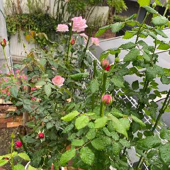 薔薇プリンセスドゥモナコ，の画像 by ピオニーさん | 小さな庭とブルーリボンとプリンセスドゥ・モナコとローズポンパドゥールと秋バラと鉢植えで楽しむと薔薇プリンセスドゥモナコ，と秋咲きバラとバラモナコ妃