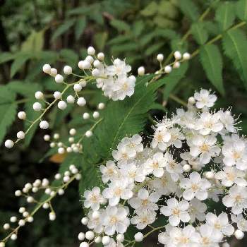 ニワナナカマドの花の投稿画像一覧 Greensnap グリーンスナップ