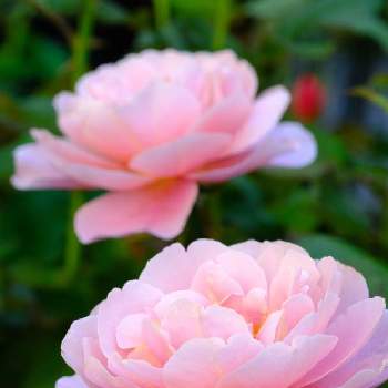 ディスタント・ドラムスの画像 by ボヤージュさん | 小さな庭とディスタント・ドラムスと秋バラと薔薇に魅せられてとバラ大好きとバラのある暮らしとミラーレス一眼とバラが好きとばら 薔薇 バラ