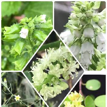 エゴマ Greensnap グリーンスナップ エゴマ Greensnap グリーンスナップ