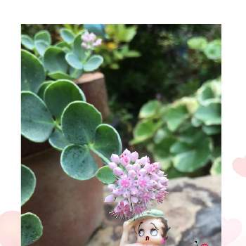 ｷﾓｶﾜ鼻ﾍｱ~の画像 by ナミママさん | 小さな庭とミセバヤとボーボー族とネコ好きとｷﾓｶﾜ鼻ﾍｱ~とｷﾓｶﾜ倶楽部とネコと花のある暮らし