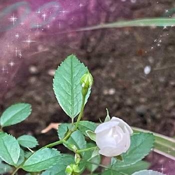 蕾♡の画像 by あやりんさん | 小さな庭と野薔薇と白い小さい薔薇♡と蕾♡と嬉しい♡とみぃつけた♡と可愛い♡