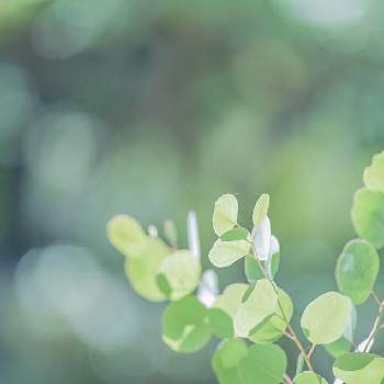 丸い葉っぱの投稿画像一覧 Greensnap グリーンスナップ 丸い葉っぱの投稿画像一覧 Greensnap グリーンスナップ
