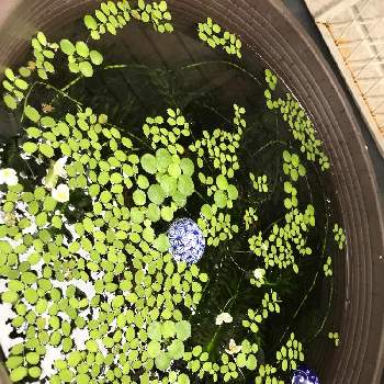 浮き玉の画像 by Monjiroさん | バルコニー/ベランダと屋外と浮き玉とビオトープと睡蓮鉢とメダカ