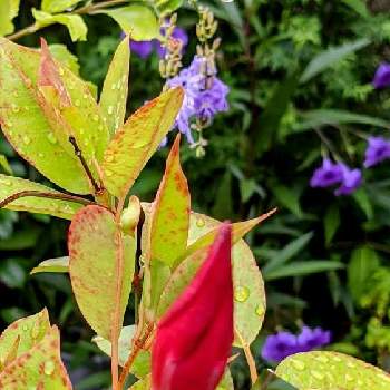ヤナギバルイラソウの花の画像 by リベカさん | 小さな庭とあっ火曜日とヤナギバルイラソウの花とガウラ♡とつぼみに魅せられてと元気もらえるとGSに感謝。とマンデビラ。といつも心に太陽をと真っ赤な火曜日とお花のある生活
