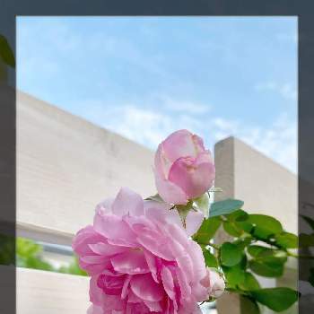 薔薇ジャスミーナの画像 by ミーシャさん | 小さな庭と薔薇ジャスミーナ