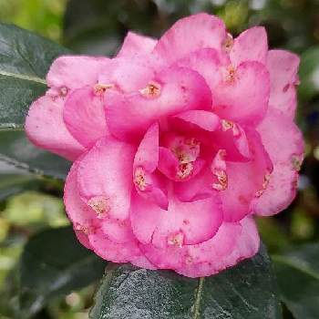 寒椿 カンツバキ の投稿画像一覧 Greensnap グリーンスナップ