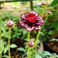 チョコレートコスモス,いい香り,プランター,秋の花,花のある暮らしの画像