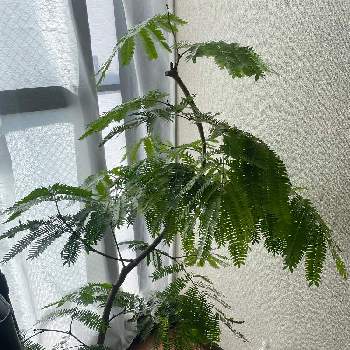 害虫の投稿画像一覧 Greensnap グリーンスナップ